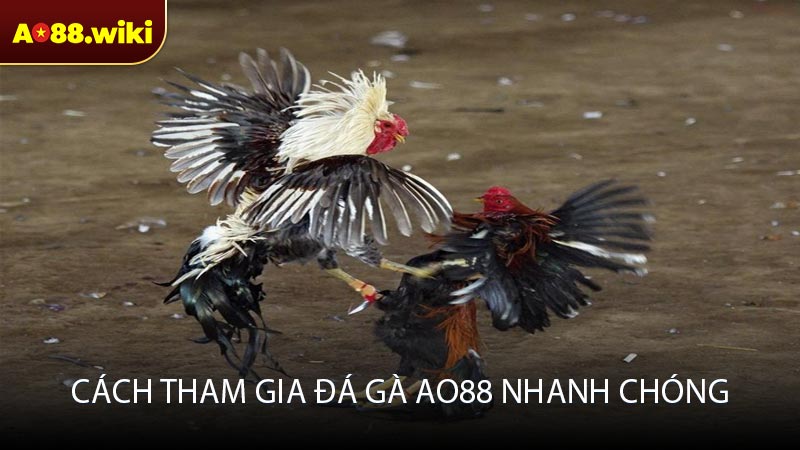 Cách tham gia đá gà AO88 nhanh chóng