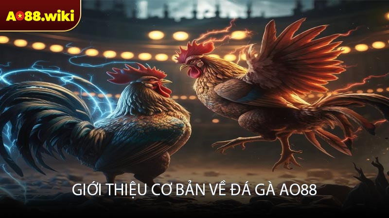 Giới thiệu cơ bản về đá gà AO88